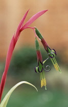 Angels Tears, Billbergia nutans, Single stem with two colourful  flowers growing outdoor.