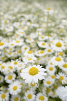 Anthemis	Corn chamomile	Anthemis arvensis anthemis arvensis