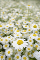 Anthemis	Corn chamomile	Anthemis arvensis anthemis arvensis