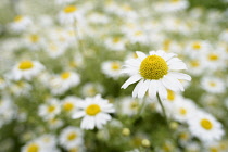 Anthemis	Corn chamomile	Anthemis arvensis anthemis arvensis