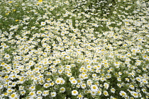 Anthemis	Corn chamomile	Anthemis arvensis anthemis arvensis