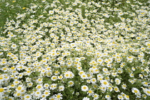 Anthemis	Corn chamomile	Anthemis arvensis anthemis arvensis