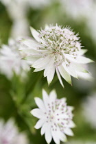 Astrantia	Astrantia / Masterwort	Astrantia major 'Buckland' astrantia major buckland