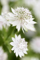 Astrantia	Astrantia / Masterwort	Astrantia major 'Buckland' astrantia major buckland