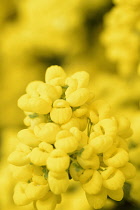 Calceolaria	Puch flower	Calceolaria multiflora calceolaria integrifolia