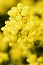 Calceolaria	Puch flower	Calceolaria multiflora calceolaria integrifolia
