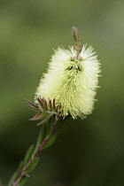 Callistemon	Green bottlebrush	Callistemon viridiflorus callistemon viridiflorus