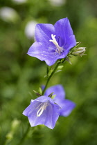 Campanula	Campanula / Bellflower	Campanula persicifolia Campanula persicifolia