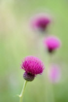 Cirsium	Thistle - Plume thistle	Cirsium rivulare 'Atropurpureum' cirsium rivulare atropurpureum