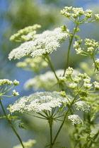 Anthriscus	Cow parsley	Anthriscus sylvestris Anthriscus sylvestris