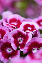 Dianthus	Sweet William	Dianthus barbatus Dianthus barbatus