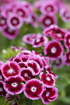 Dianthus	Sweet William	Dianthus barbatus Dianthus barbatus