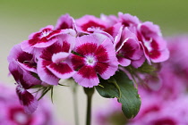 Dianthus	Sweet William	Dianthus barbatus Dianthus barbatus