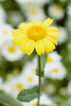 Corn marigold, Chrysanthemum segetum, Single yellow coloured flower growing outdoor.