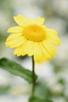 Chrysanthemum	Corn marigold	Chrysanthemum segetum glebionis segetum