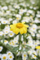 Chrysanthemum	Corn marigold	Chrysanthemum segetum glebionis segetum