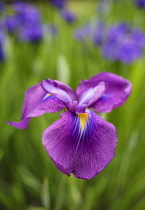 Iris	Iris - Japanese water iris	Iris ensata var. spontanea Iris ensata var. spontanea