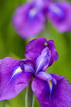 ris , Japanese water iris, Iris ensata var. spontanea, Purple coloured flowers growing outdoor.