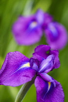 Iris	Iris - Japanese water iris	Iris ensata var. spontanea Iris ensata var. spontanea