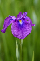 Iris	Iris - Japanese water iris	Iris ensata var. spontanea Iris ensata var. spontanea