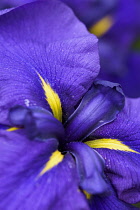 Iris -Iris - Japanese water iris -Iris ensata 'Blue Peter' iris ensata blue peter