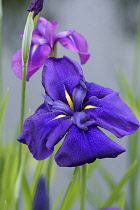 Iris -Iris - Japanese water iris -Iris ensata 'Blue Peter' iris ensata blue peter