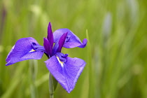 Iris -Iris - Japanese water iris -Iris ensata 'Blue Peter' iris ensata blue peter