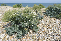 Crambe	Sea-kale	Crambe maritima Crambe maritima