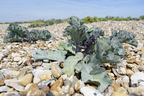 Crambe	Sea-kale	Crambe maritima Crambe maritima