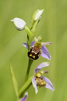 Ophrys	Orchid - Bee orchid	Ophrys apifera Ophrys apifera