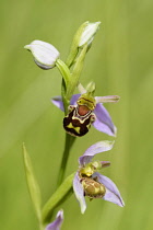 Ophrys	Orchid - Bee orchid	Ophrys apiferaOphrys apifera