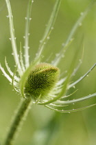 Dipsacus	Teasel	Dipsacus fullonum teasel teasel Dipsacus fullonum