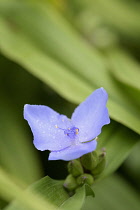 Tradescantia	Tradescantia	Tradescantia virginiana tradescantia virginia