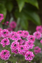 Verbena	Verbena	Verbena sissinghurst verbena sissinghurst