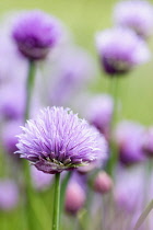 Chive,	Allium schoenoprasum, Mass of mauve coloured flowers growing outdoors