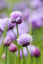 Chive,	Allium schoenoprasum, Mass of mauve coloured flowers growing outdoors.