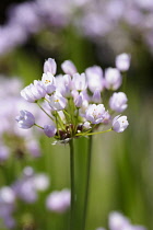 Allium, Allium unifolium, Close up of mauve coloured flowers growing outdoor.