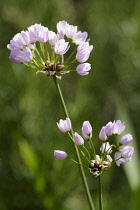 Allium, Allium unifolium, Close up of mauve coloured flowers growing outdoor.