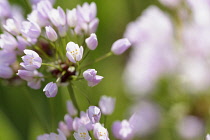 Allium, Allium unifolium, Close up of mauve coloured flowers growing outdoor.