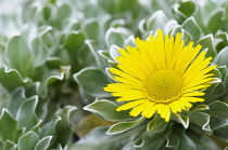 Canary Island Daisy,	Asteriscus sericeus, Single yellow flower growing outdoor.