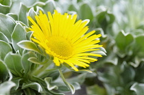 Canary Island Daisy,	Asteriscus sericeus, Single yellow flower growing outdoor.