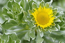 Canary Island Daisy,	Asteriscus sericeus, Single yellow flower growing outdoor.