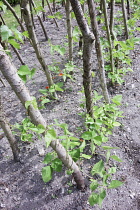 Runner bean,	Phaseolus coccineus, Growinf outdoor entwined around wooden branches.