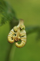 Fern, Bracken, Pteridium aquilinum, Frond unfurling.