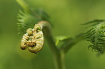 Fern, Bracken, Pteridium aquilinum, Frond unfurling.