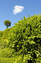 Box, Common box, Buxus sempervirens, Growing out door in the UK with blue sky behind.