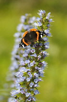 Blue bugloss, Echium callithyrsum, Close up of blue flower growing outdoor with red Admiral Butterfly.