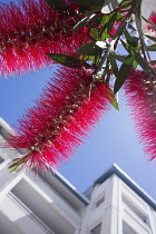 Bottlebrush, Callistemon cultivar, CLose up of red coloured spikey plant growing outdoor.