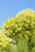 Euphorbia, Spurge, Mediterranean spurge, Euphorbia characias wulfenii, Close up of green coloured plant growing outdoor.