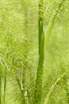 Fennel	, Foeniculum vulgare, Green coloured plant growing outdoor.